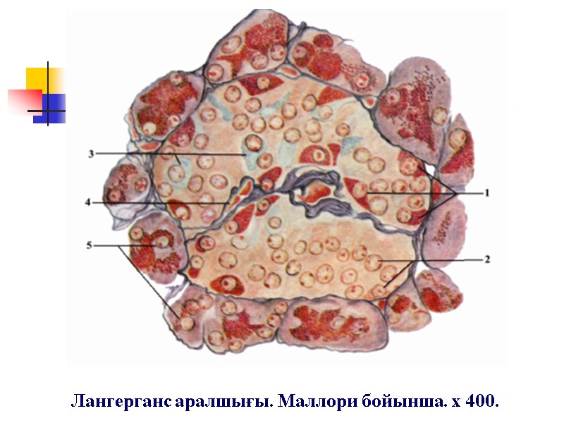Лангерганс аралшығы. Маллори бойынша. х 400.